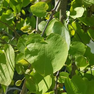 Cercidiphyllum japonicum 'Pendula' 175-200 cm